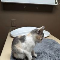 Central Hospital For Animals - Herrin ico