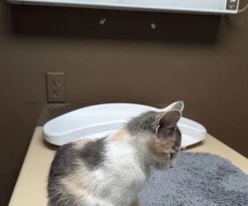 Central Hospital For Animals - Herrin