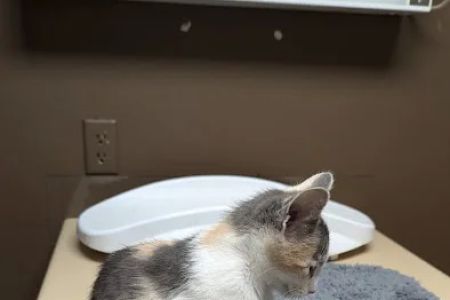 Central Hospital For Animals - Herrin