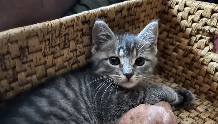 Vetco Total Care - Little Egypt Vet Clinic 12