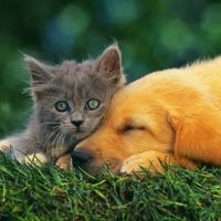 Vetco Total Care - Little Egypt Vet Clinic ico