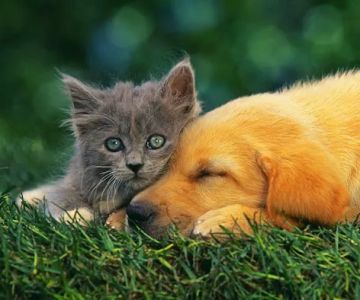 Vetco Total Care - Little Egypt Vet Clinic