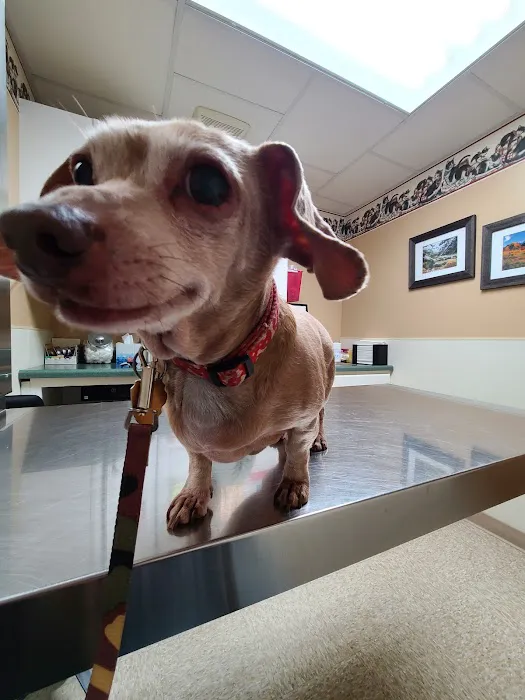 Teal Veterinarian Services 1