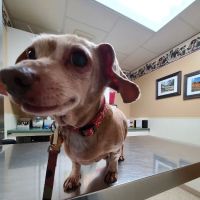 Teal Veterinarian Services ico
