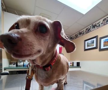 Teal Veterinarian Services
