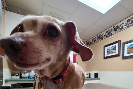 Teal Veterinarian Services