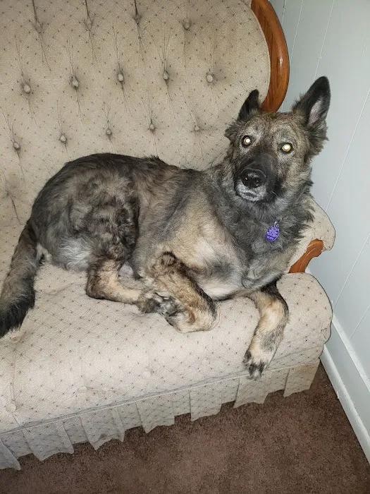 Teal Veterinarian Services 3
