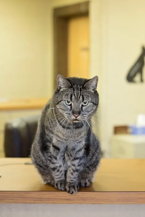 Striegel Animal Hospital 12