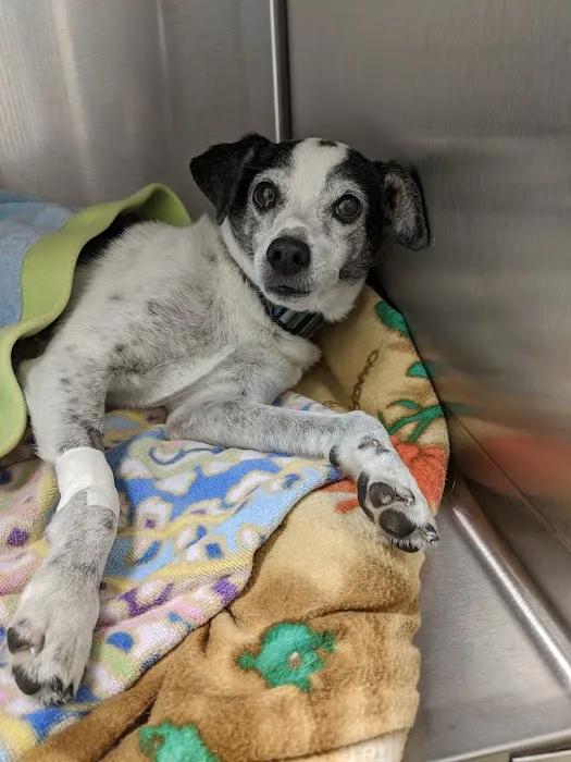 Striegel Animal Hospital 12