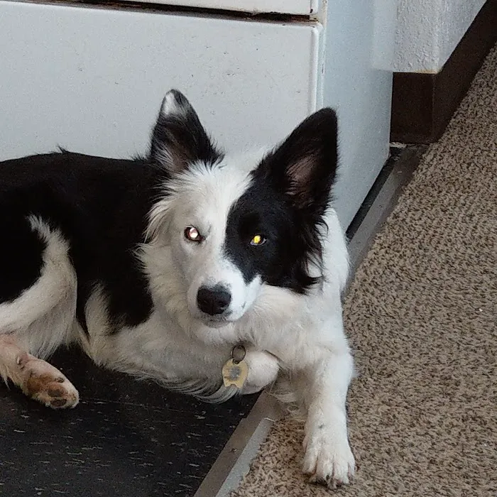 Striegel Animal Hospital 12