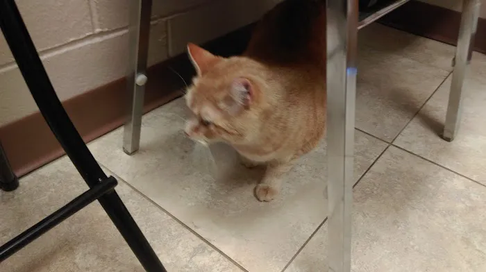 Lakeside Veterinary Hospital 12