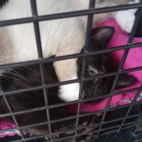 TimberTrails Low Cost Veterinary Services ico