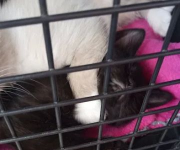 TimberTrails Low Cost Veterinary Services