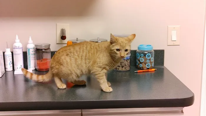 Central Hospital For Animals - Carbondale 12