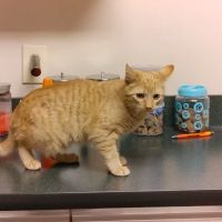 Central Hospital For Animals - Carbondale ico