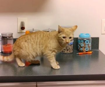 Central Hospital For Animals - Carbondale