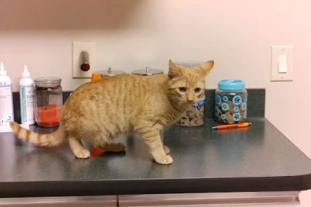 Central Hospital For Animals - Carbondale