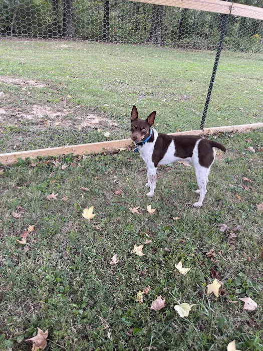 Central Hospital For Animals - Carbondale 12