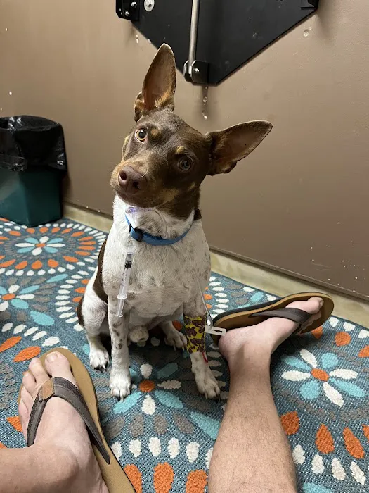 Central Hospital For Animals - Carbondale 12