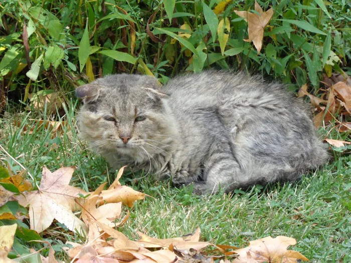 Harbison, Carey DVM - Harrisburg Veterinary Clinic 1