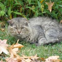 Harbison, Carey DVM - Harrisburg Veterinary Clinic ico