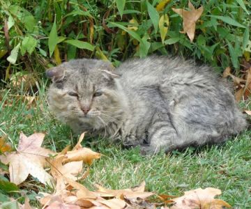 Harbison, Carey DVM - Harrisburg Veterinary Clinic