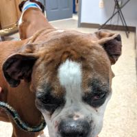 Harrisburg Veterinary Clinic ico
