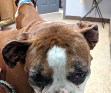 Harrisburg Veterinary Clinic