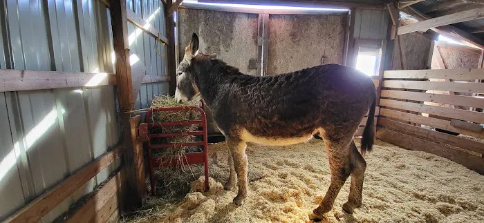 Beasley Equine Clinic 2