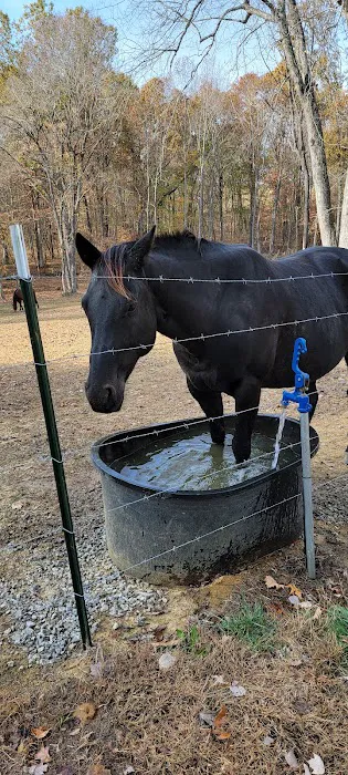 Beasley Equine Clinic 3