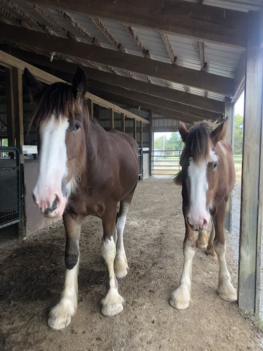 Beasley Equine Clinic 1