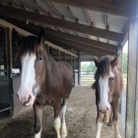 Beasley Equine Clinic ico