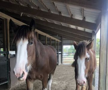Beasley Equine Clinic