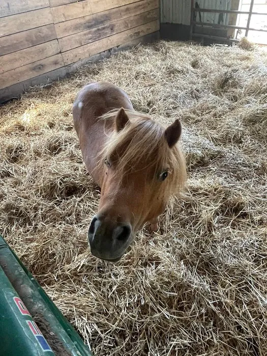 Beasley Equine Clinic 9