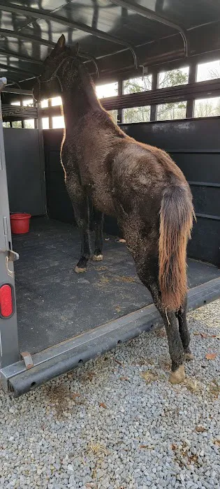 Beasley Equine Clinic 7