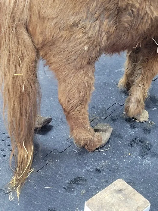 Beasley Equine Clinic 6