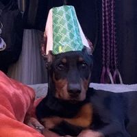 Central Hospital For Animals ico