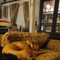 Wayne County Veterinary ico