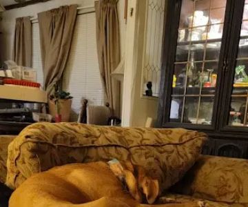 Wayne County Veterinary