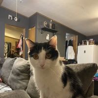 Cass Veterinary Services ico