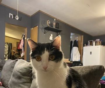 Cass Veterinary Services