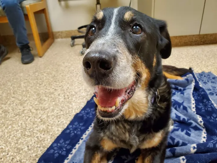 Cass Veterinary Services 12
