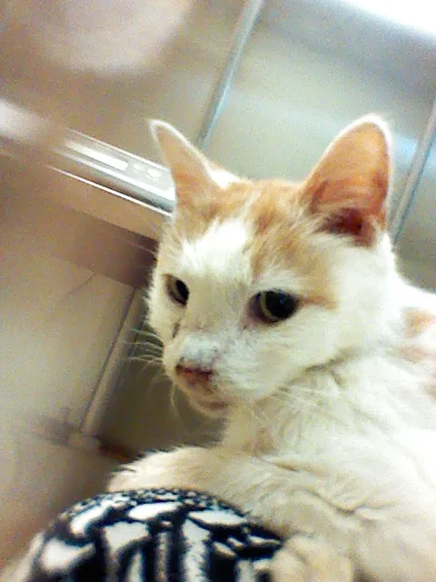Blair Animal Hospital 2