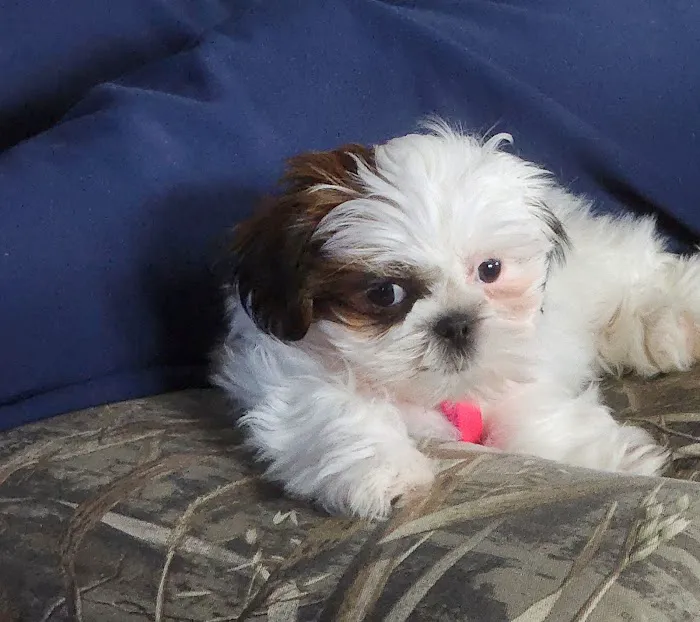 Blair Animal Hospital 8