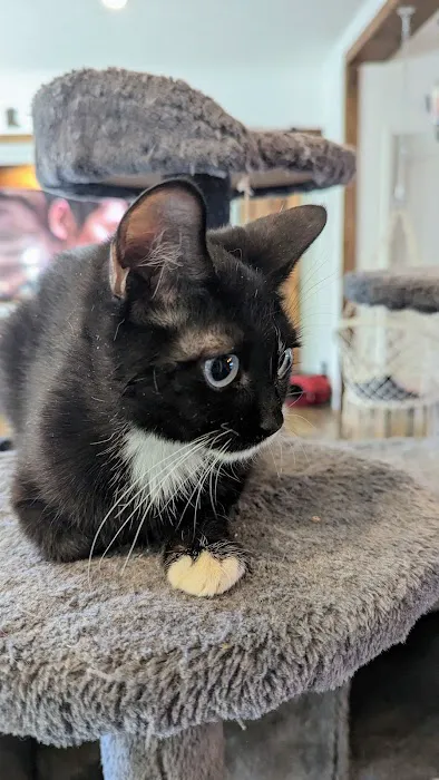 KDRimmer Cattery. Sphynx, Munchkin, Minskin,American Curland Devon Rex Cattery 1