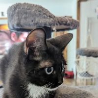 KDRimmer Cattery. Sphynx, Munchkin, Minskin,American Curland Devon Rex Cattery ico