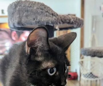 KDRimmer Cattery. Sphynx, Munchkin, Minskin,American Curland Devon Rex Cattery