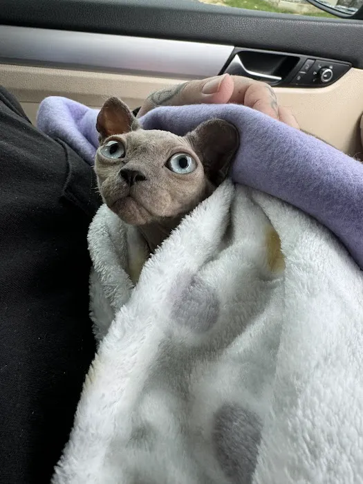 KDRimmer Cattery. Sphynx, Munchkin, Minskin,American Curland Devon Rex Cattery 2