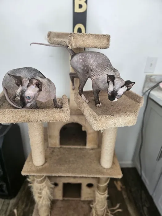 KDRimmer Cattery. Sphynx, Munchkin, Minskin,American Curland Devon Rex Cattery 9