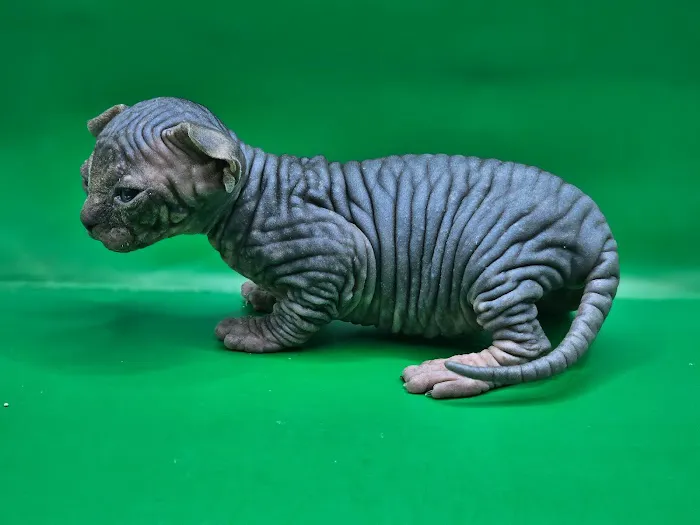 KDRimmer Cattery. Sphynx, Munchkin, Minskin,American Curland Devon Rex Cattery 5
